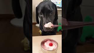 #ラブラドールレトリーバー #黒ラブ #おこげ #大型犬 #大型犬のいる生活 #犬のいる生活 #犬のいる暮らし #可愛い #愛犬 #癒し