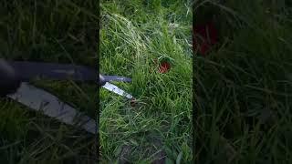 Ножницы-каталка для травы #сад #дом #загородныйдом #дача #огород #инструмент