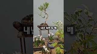 한번에 몰아주면 뿌리 망가져요!! 설난 설란? 번식 꿀팁 3가지