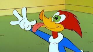 Bonus Round Woody | Woody the Woodpecker | Cartoons for Kids | WildBrain Bananas