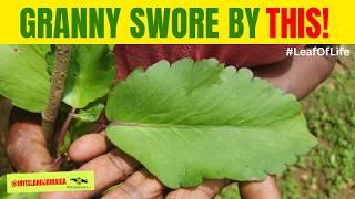 The Leaf That HEALS! #