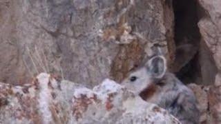 Volunteers capture footage of endangered Ili pika in Xinjiang