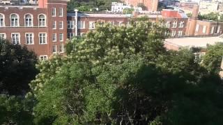Cicada chorus #2 08-16-15