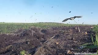 Bull-x: Training an African Hawk Eagle