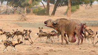 Wild Dogs Pop Huge Pimple on Buffalo