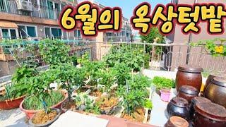 6월의 옥상텃밭 가꾸기 #옥상텃밭 #소소한행복 #텃밭 #작물 #수박 #참외 #고추 #호박 #토마토 #가지 #돌나물 #노각