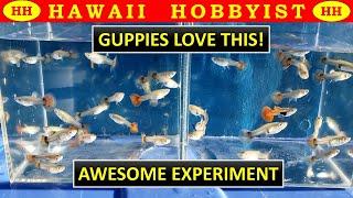 Make Your Guppy Fish GROW FAST!!  Amazing Results.