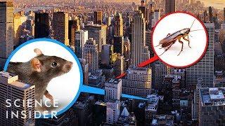 A New York City Exterminator Tells Us The Places He'd Never Live