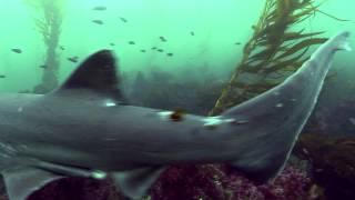 La Jolla Cove Sharks