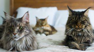 9 Things I Wish I Knew Before Getting Maine Coons