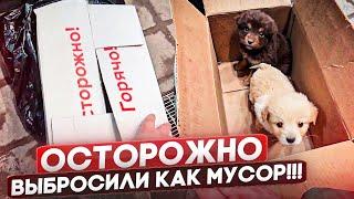 Щенков выбросили как мусор в коробке и в пакете 