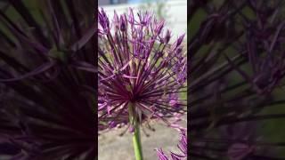 Allium Purple Sensation. Лук декоративный Перпл Сенсейшн