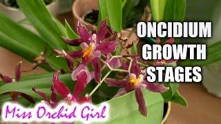 Growth stages of Oncidium Orchids