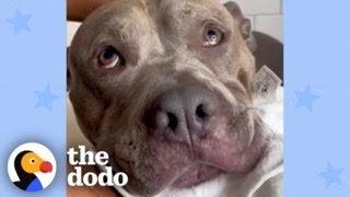 Meet The Most Pampered Pittie Ever | The Dodo