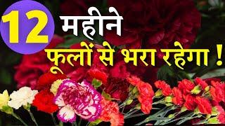 12 महीने फूलों से लबा-लब रहेगा यह पौधा || 12 Month Flowering Plant || Carnation Plant