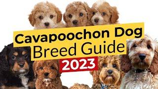 Cavapoochon Dog Breed Guide   2023 