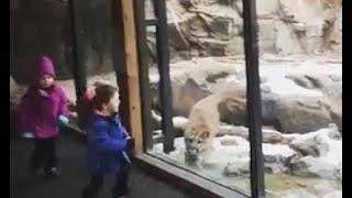 Puma tries to lick kids through glass wall| CCTV English