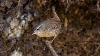 Крапивник - пещерный житель. Troglodytes troglodytes. Птицы Беларуси.