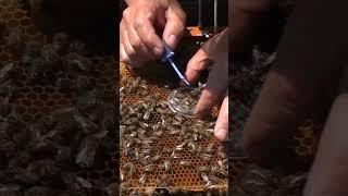 Как пометить матку. Какой колпачок лучше? #shorts