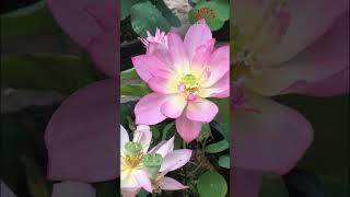 The beauty of lotus | grow lotus at home #shorts