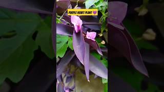 Purple Heart Plant  #purpleheartplant #gardenview #garden #flowers #viral #shorts