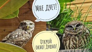 The owls are the same,but the temperature conditions are different!Owls choose where they are better
