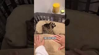 ️How to Calm a Stressed Cat ️‍