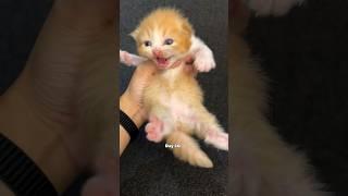 Timelapse kitten 1 to 180 days so funny Poo version #kitten #cutecat #catlover #timelapse #cat