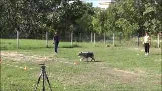 ICH MultiCH HWT Tanmark's Double Diamond "Jamie" Obedience beginner class