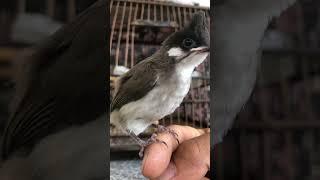 Cách nuôi chim Chào Mào non khỏe mạnh, lớn nhanh, hót hay #birds #animals #nature #cute #pets