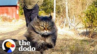 Fluffy Cat Runs As Fast As A Cheetah And Beats Her Dad In Every Race | The Dodo Cat Crazy