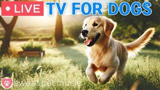  24 hours of Dog TVDog Calming Video for Dogs🩷Separation Anxiety Music for dogs to go to sleep