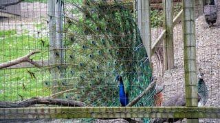 High Park Zoo in Toronto gets you up close to cute animals