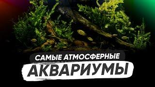 Акварелакс. ТОП 10 - Самые атмосферные биотопные аквариумы