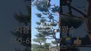 축소 전정9990#한국유일_기무라마사히코_제자#백석문화대학교_화훼플로리스트과_3년차 #파주이광수 #파주 #worldtourbonsai️