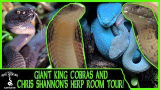 GIANT KING COBRAS and CHRIS SHANNON'S HERP ROOM TOUR!
