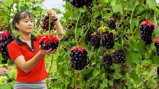 Harvesting Wild Ginseng Underground Goes To Market Sell | Phuong Daily Harvesting