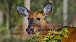 Cervo do pantanal - Animais em Risco de Extinção