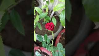 How to get maximum flowers on rose#Gardening with geet kumar English/Hindi#Shorts