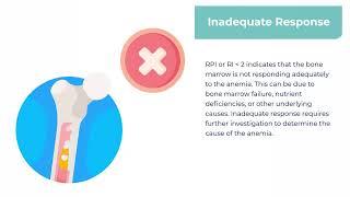 IM9.1 C. Reticulocyte Production Index, Reticulocyte Index and Bone marrow response