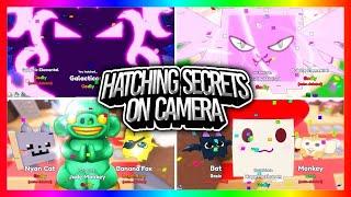 HATCHING ALL SECRETS ON CAMERA*Crazy Compilation*KING DOGGY/GALACTICORN(BubbleGum Clicker)