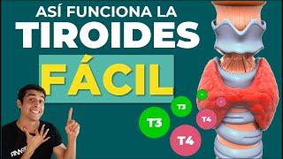 GLANDULA TIROIDES  HORMONAS Y FUNCIONES (Fácil)