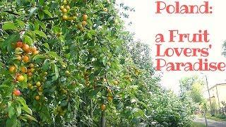 Poland is Simply a Fruit Lovers' Paradise!