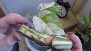 Timelapse:  Variegated Monstera Easy Propagation with Stem Node Cutting/Wet Stick