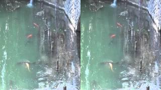 a day in the park INOKASHIRA TOKYO JAPAN:yt3d:side by side