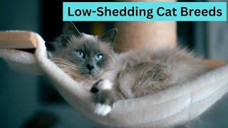 Discover the Top 10 Low-Shedding Cat Breeds