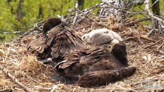 Viewer Discretion Advised | Young hawk eaten alive by eaglets ~ 5-18-2021