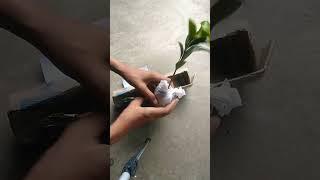 chiku plant | flipkart chiku plant | chiku plant growing | flipkart plant unboxing#shorts #plants