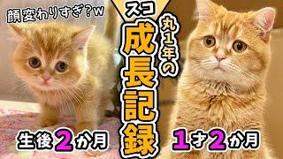 【1年の成長記録】だんだん困り顔に？昔から甘えんぼう猫の可愛いスコティッシュフォールド