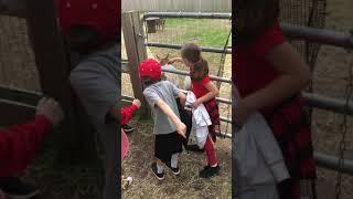 Petting the goats at Paws Farm